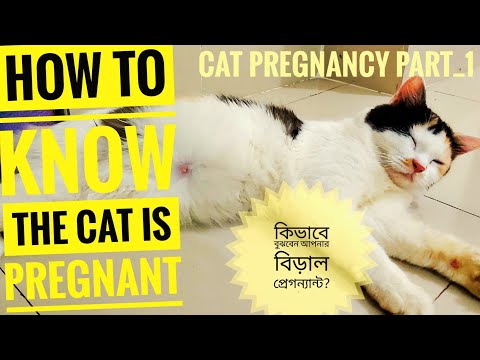 #Cat_Pregnancy: How to know the cat is pregnant? কিভাবে বুঝবেন আপনার বিড়াল প্রেগন্যান্ট? (Cat Care)