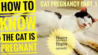 #Cat_Pregnancy: How to know the cat is pregnant? কিভাবে বুঝবেন আপনার বিড়াল প্রেগন্যান্ট? (Cat Care)