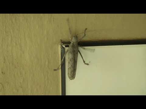 Africa's HUGE insects – a Bark Katydid climbing on a tiled wall