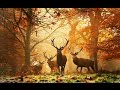 Sergei Prokofiev - Autumnal sketch Op. 8 (Robertson)