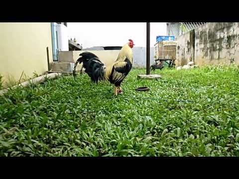 Panasonic Lumix DMC-FH10 Video Capture Review