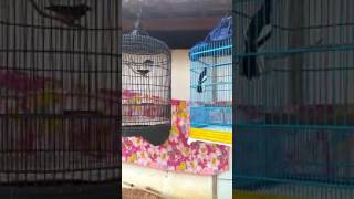 Download lagu Murai vs Kacer (durasi pendek) mp3