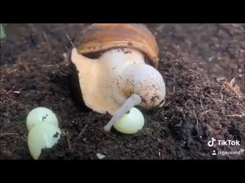 The Giant West African Snail laying it's eggs . birth of the snail.  || animal life || animal life