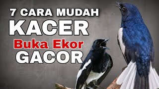 Download lagu 7 Cara Mudah Bikin Kacer Buka Ekor dan Gacor - Kacer Giras Kacer Jinak Bisa Pakai Cara ini mp3