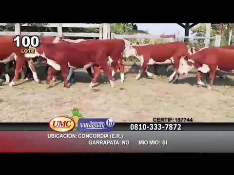 Lote 70 Terneras en Concordia, Entre Ríos