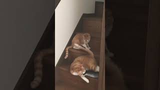 泥酔する猫　Drunk cat