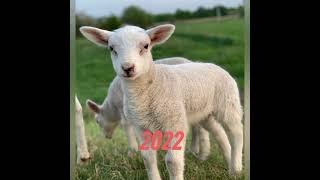 Download lagu 2022 memna and 5000 bce memna mythology//king// vk//vairl shorts 💯 mp3