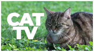 CAT TV 🐦 | 10 Hours of Birds & Nature Sounds for Cats | Enrichment & Entertainment for Indoor Cats