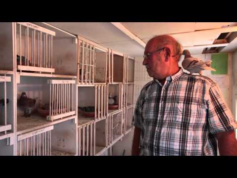 Nationale Winnaars ZLU Agen jaarlingen 2015