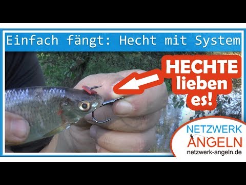 Einfach fängt: Hechtangeln mit Köderfisch am System