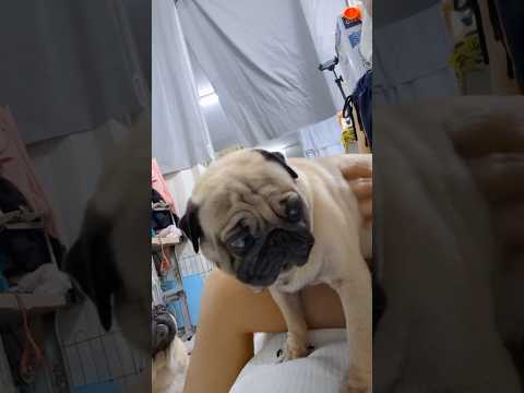 แสนสบายจริงเลยมีแม่เกาให้ #สัตว์เลี้ยง #dog #หมาปั๊ก #น้องหมาน่ารัก #doglife #love