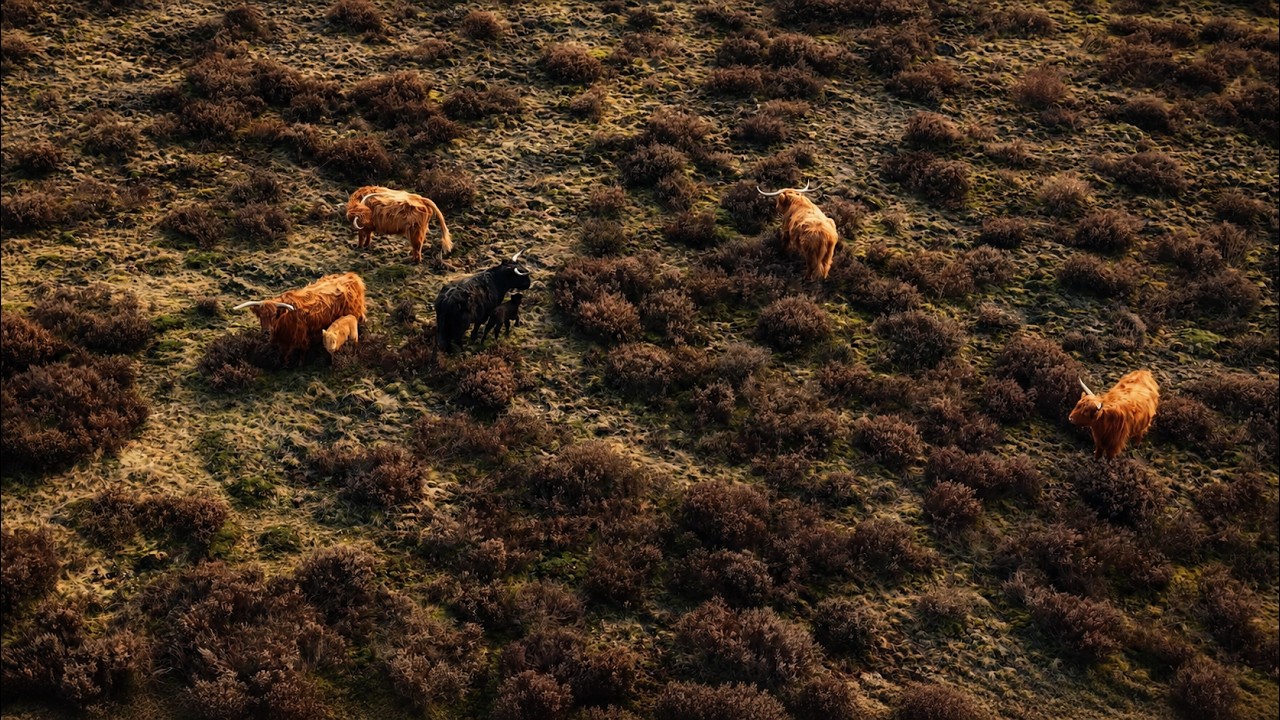 Hooglanders Deelerwoud
