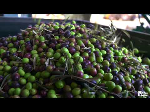 Proceso - Finca la Torre ONE First Harvest Limited Edition BIO Arbequina 500ml