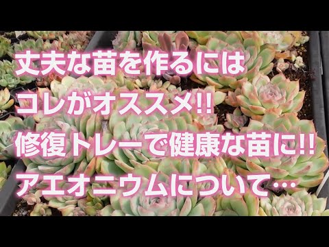 園芸 丈夫な多肉植物
