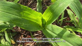 Miniatura do vídeo