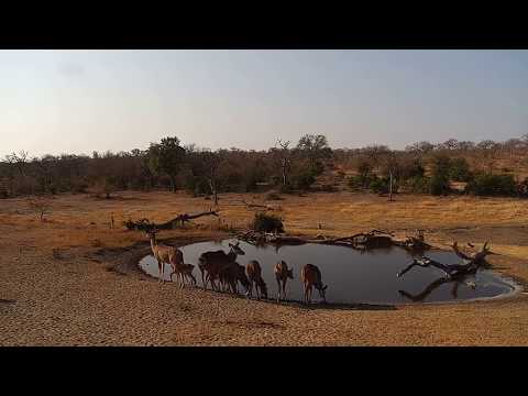 Djuma: Kudus and Impalas - 15:23 - 08/11/19