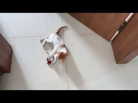 Lucky, The most amazing kitten 😍😍😘😘😻😻