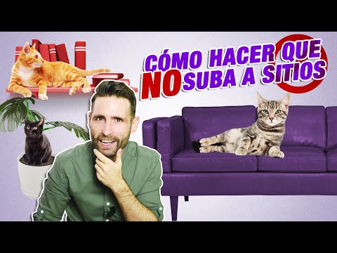 How to STOP your CAT FROM CLIMBING on FURNITURE: TABLES, COUNTERTOPS, POTS, SOFAS, SHELVES, and m...