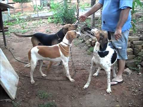 CÃES DA RAÇA AMERICANA.