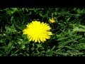 Street Flowers Close up - Meditation Ambient Music ...