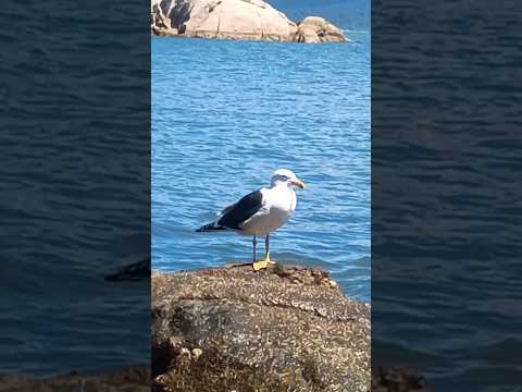 Pedras na formação da ilha do bom abrigo, em Cananéia SP #meditação #pedras #cristais #deus #yoga