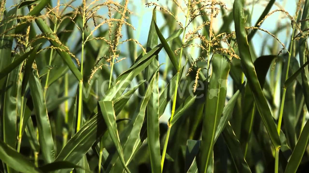 Footage - Thickets of Corn