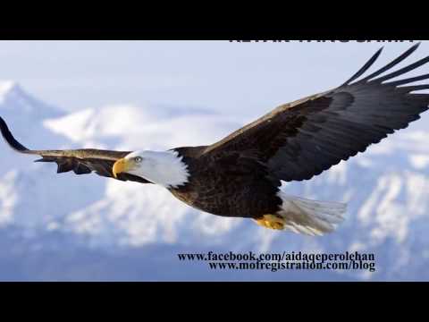 RAJAWALI TERBANG TINGGI LIRIK