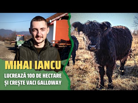 , title : 'Mihai Iancu lucrează 100 de hectare și crește vaci Galloway'