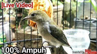 Download lagu PANCINGAN BURUNG KEMADE BETINA mp3 Download lagu PANCINGAN BURUNG KEMADE BETINA mp3