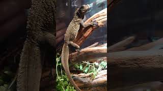 セレベスホカゲトカゲ　#ドラゴン動物園 #爬虫類 #shorts