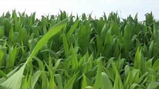 Paul McDonald - The Grand Magnolias - Whoa!