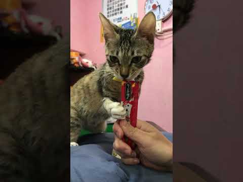 Yan-CIAO 日本第一銷量貓小食 超級貓模短片大賽