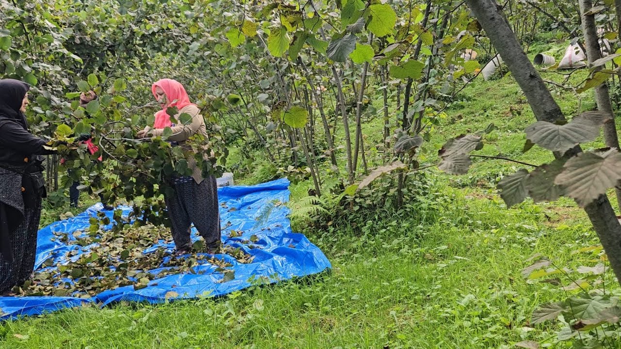‼️YEŞİLLİKLER İÇİNDE KAHVALTI 🌿☀️ ÇÖREĞİN TARİFİNİ SORDUM🥐‼️