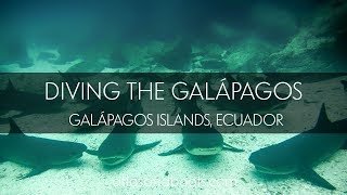 preview picture of video 'Diving with Sharks, Sealions, Rays and Turtles in Galapagos'