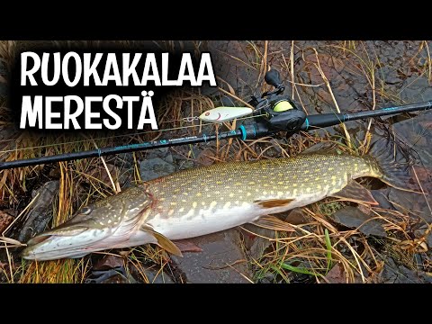 HAUKEA MATALASTA - PIKKUJERKILLÄ RUOKAKALAT