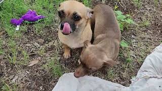 Video preview image #1 Chiweenie Puppy For Sale in Bandera, TX, USA