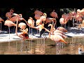 Flamingo Pool Party Bird Calls Dance Behavior
