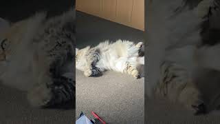 猫はずっと夏休み🐱✨