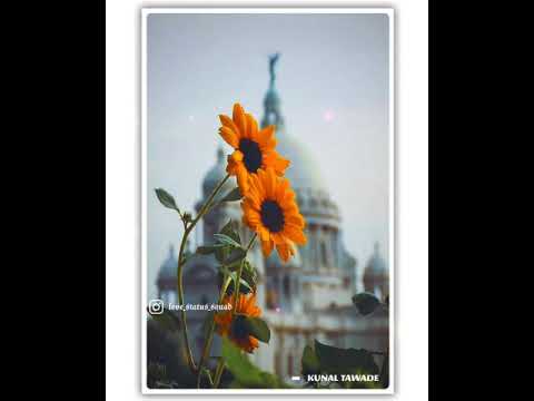 love whatsapp video status download 2021