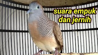 Download lagu Suara perkutut lokal, alam dari Banten mp3 Download lagu Suara perkutut lokal, alam dari Banten mp3