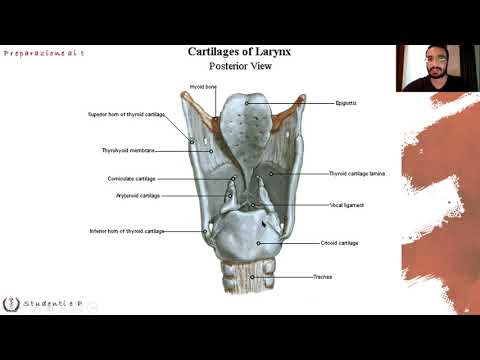 Lezione di Anatomia 06 - Apparato Respiratorio - Dott. Nicolò Loddo
