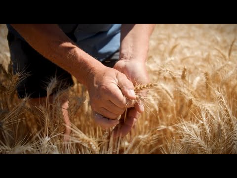 Basis XC Grower testimonial Brett Wright LONG