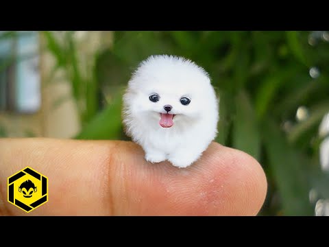 The 10 Smallest Dog Breeds in the World