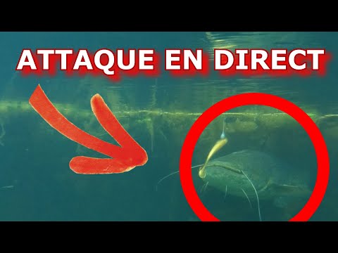 ATTAQUE DE OUF SUBWATER + CANNE CASSÉE