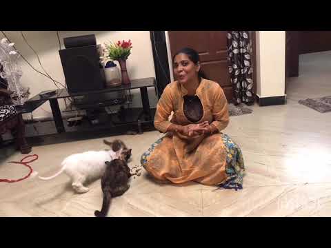 My Persian Cat Story by Steffy Stephen