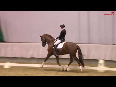 Asgard's Ibiza & Juliane Brunkhorst Sporttest Münster Handorf 2018