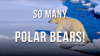 POLAR BEARS on RETURN FROM NORTH POLE / Quark Expeditions