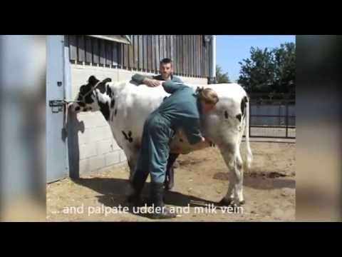 General clinical exam cattle