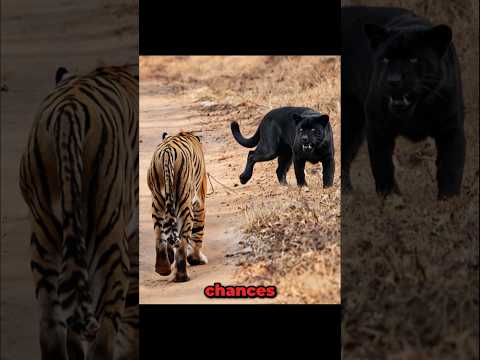 Siberian Tiger VS Black Panther Meeting! #shorts