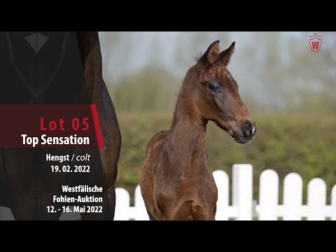 Fohlen-Auktion Lot 5 Top Sensation Hengst v. Selectric - Zoom